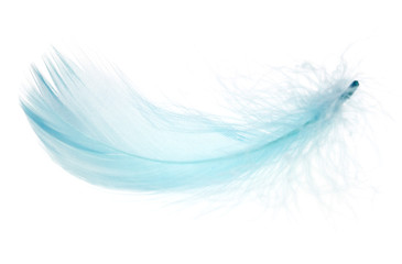 Beautiful blue feather on white background