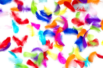 Multi-colored feathers on a white background