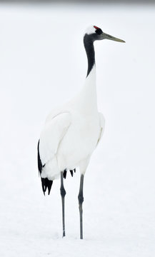 The red-crowned crane on the white snow background. Scientific name: Grus japonensis, also called the Japanese crane or Manchurian crane.