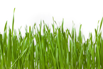 Fototapeta na wymiar Background of green grass