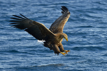 White-tailed eagle in flight, fishing. Adult white-tailed eagle (Haliaeetus albicilla), also known as the ern, erne, gray eagle, Eurasian sea eagle and white-tailed sea-eagle