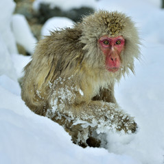 Snow monkey. The Japanese macaque.  Scientific name: Macaca fuscata, also known as the snow monkey.