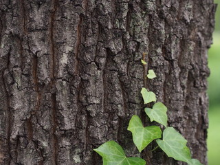 森の木の樹皮に絡まるつたの葉