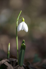 Spring snowdrop flowers blooming in sunny day