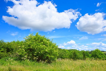 Fototapeta premium Big green bushes and blue sky with clouds.