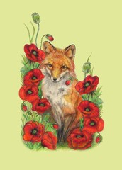 fox and poppies flowers