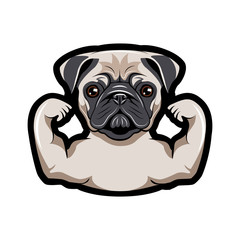Pug dog with musculs.  illustration.
