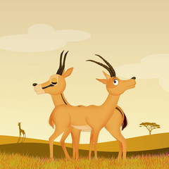 gazelle couple in the wild