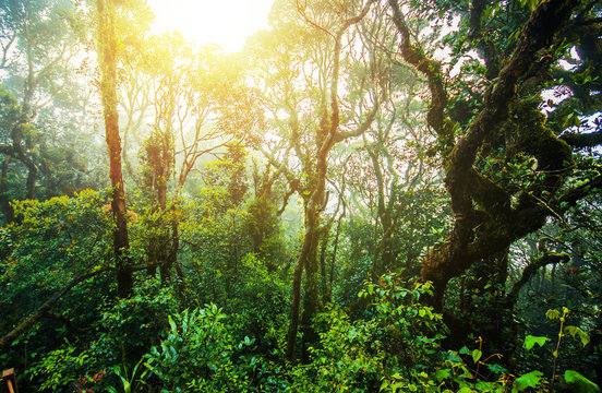 Fototapeta Amazing jungle trail with thick green trees and branches in Mossy Forest, Malaysia