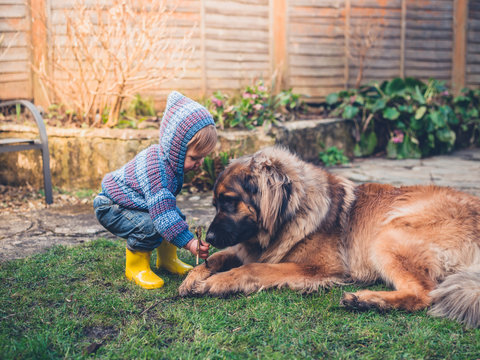 Little boy playing with dog in garden