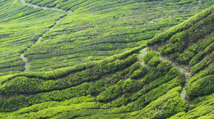 Tea Plantation – Amazing HDR