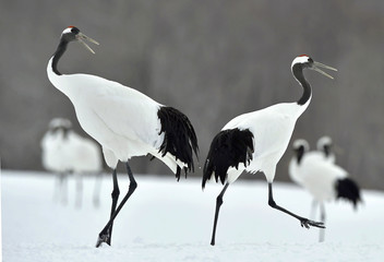 Dancing Crane. The red-crowned crane (Scientific name: Grus japonensis), also called the Japanese crane or Manchurian crane, is a large East Asian crane.