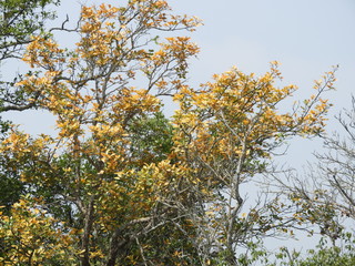 yellow tree in autumn