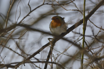 Robin ( Erithacus rubicola )