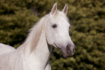 white arab horse on pasture