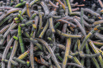 Jardín de Cactus, Lanzarote, Canary Isaland
