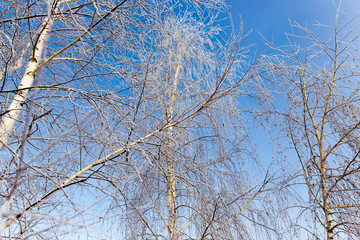 White birch branches in winter against a blue sky