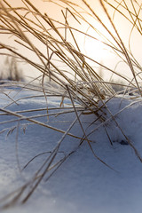 Dry grass in snow on nature
