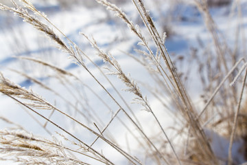 Fototapeta premium Dry grass in snow on nature