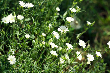Wild white flowers on a meadow in summer
