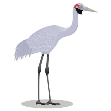 Brolga vector cartoon