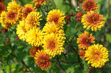 Flowering orange chrysanthemums in the garden