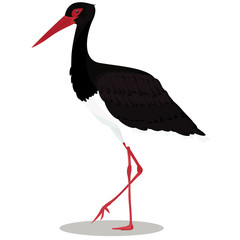 Black stork cartoon bird
