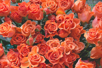 Orange roses as background. Spring pattern.