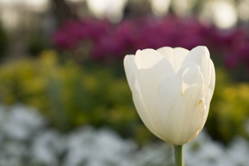 tulip