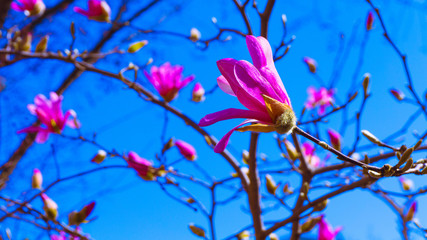 Washington DC Flowers 020