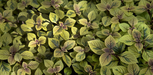 Сarpet of subtropical plants with variegated leaves