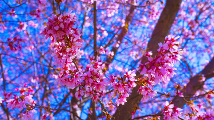 Washington DC Flowers 009