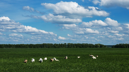 Obraz premium Herd of goats on a pasture