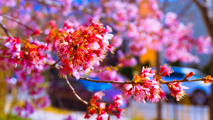 Washington DC Flowers 004