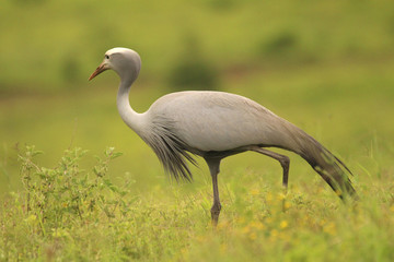 Obraz na płótnie Canvas Blue Crane in the South African grasslands