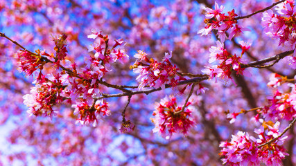 Washington DC Flowers 002