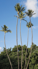 Fototapeta na wymiar Vertical shot of tall coconut palm tree at Waikiki beach, Honolulu, Oahu island, Hawaii