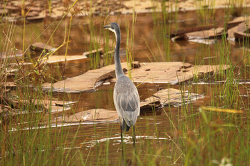 Black-Headed Heron