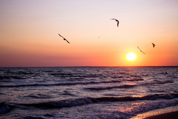 Fototapeta na wymiar Sea sunset, beautiful sunset beach, Flying seagulls over the sea in sunset sun