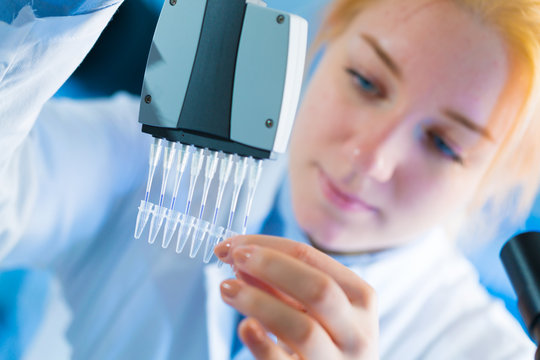 using a multi channel pipette for pcr  processing in microbiological laboratory