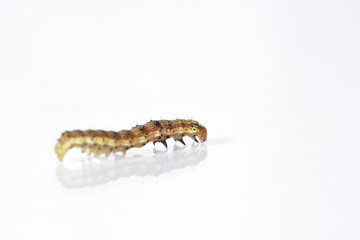 Beautiful caterpillar yellow-brown on a white background with reflection. Side view