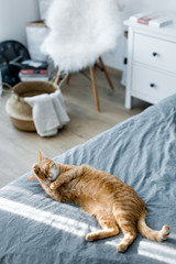 Red cat laying on a gray bed. The sun is shining on the cat. A cat licking itself. Worth a basket white chair