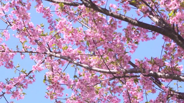 河津桜と青空（パンニング）