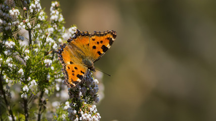 Nymphalis polychloros