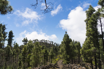 Landscape at the volcano route hiking trail near Los Canarios ( Region Fuencaliente de La Palma ) at La Palma / Canary Islands