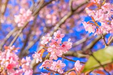The beautiful Wild Himalayan Cherry  on highland in Thailand.