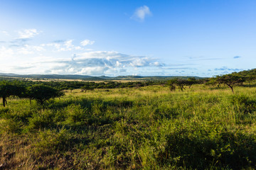 Fototapeta na wymiar Wildlife Safari Wilderness Landscape