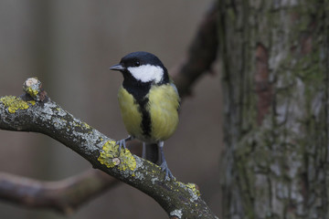Kohlmeise (Parus major) sitzt auf Ast