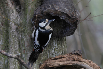 Buntspecht (Dendrocopos major) sitzt am Baumstamm