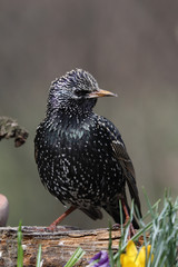 Star (Sturnus vulgaris) sitzt neben Krokusblüten im Garten